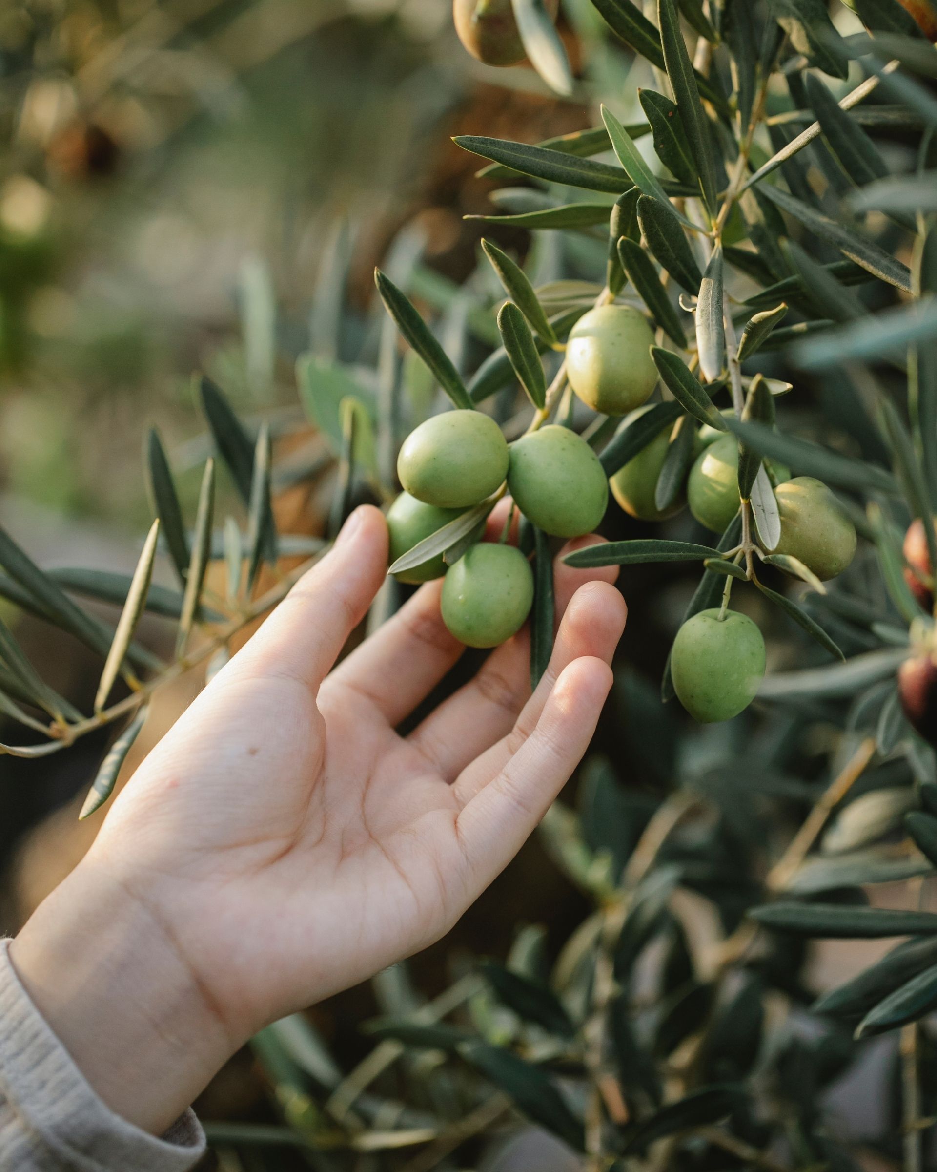 Zeytin El