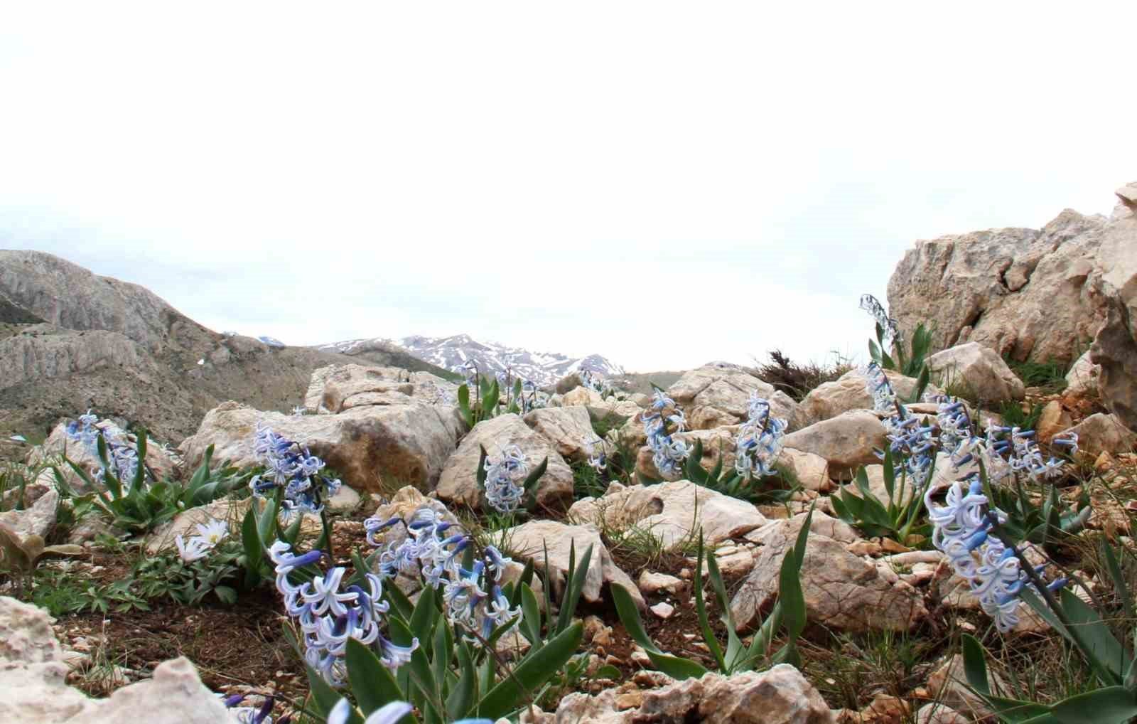 Kar Altından Çıkan Sümbüllerin Görsel Şöleni