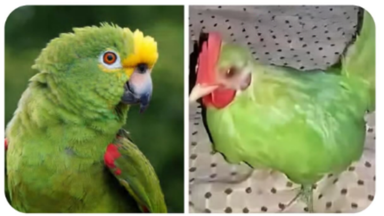 "Egzotik Papağan" Dedikleri Kuş Tavuk Çıktı