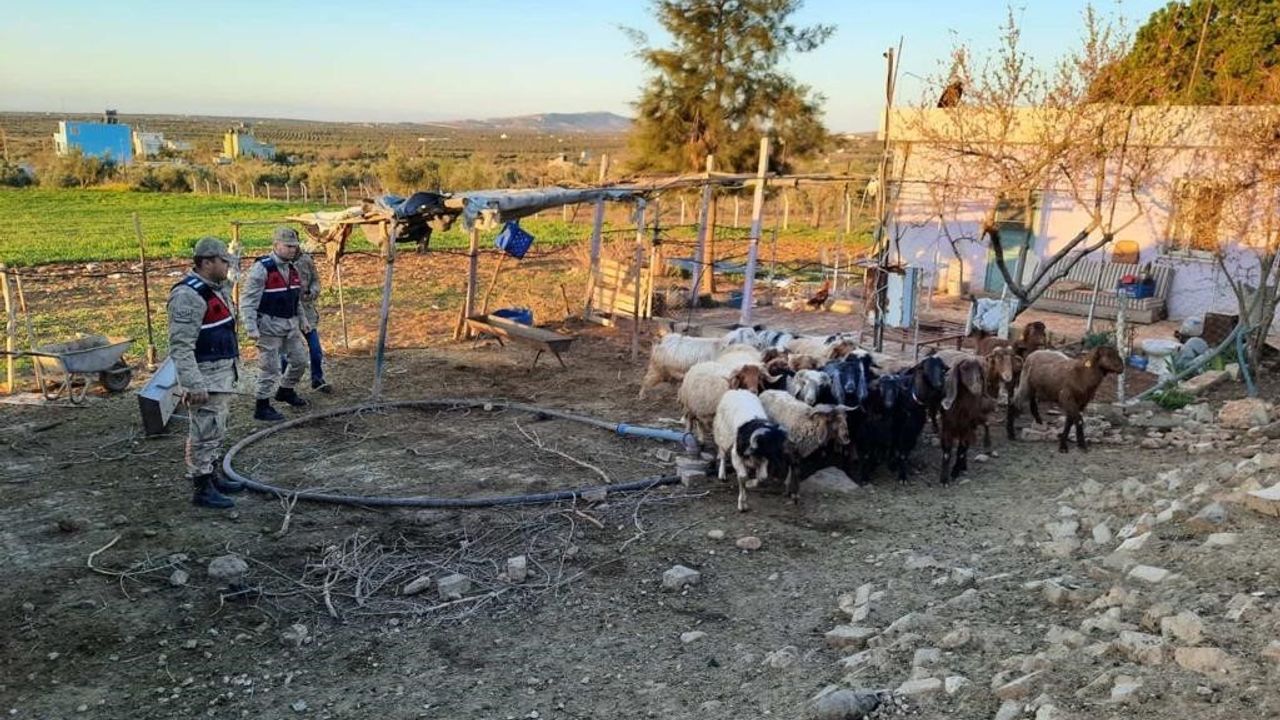 Kilis’te kaybolan 18 küçükbaş hayvanı jandarma buldu
