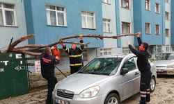 Devrilen ağaç park halindeki otomobilin üstüne düştü