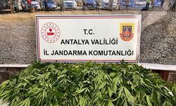 268 KÖK KENEVİR BİTKİ ANTALYA'DA ELE GEÇİRİLDİ