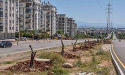 Kepez kocaman bir zeytin bahçesi oluyor