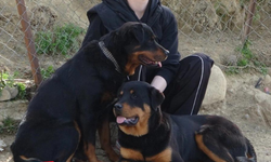 Manavgat'ta Oğlak Sürüsü Köpek Saldırısına Maruz Kaldı