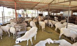 Kepez’den Kurban Pazarı Hizmeti