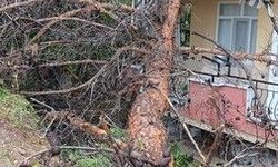 Uyarılar Dikkate Alınmadı, Ağaç Bina Üzerine Devrildi