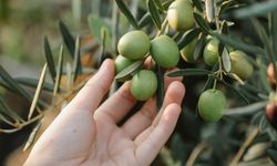 Zeytin Ağaçları Yerinden Ediliyor!