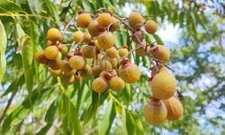 Bu Ceviz Yenmiyor, Cildi Güzelleştiriyor