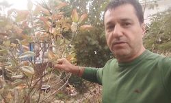 Kasım ayında elma ağacı çiçek açıp meyve verdi