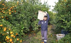 Kilogram fiyatı 2 TL’ye düşünce dalda çürümeye bırakılmıştı, 320 ton ürün vatandaşlara ücretsiz dağıtıldı