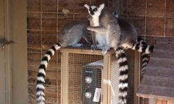 Antalya'da Soğuğa Hassas Olan Hayvanlara Sıcak Önlemler