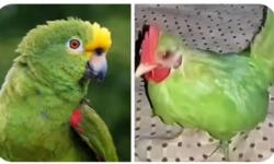 "Egzotik Papağan" Dedikleri Kuş Tavuk Çıktı