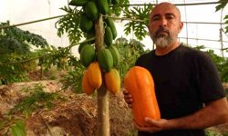Alanya'da Papaya Mesaisi Başladı