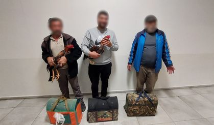 Dövüş İçin Hazırlanan Horozlar Koruma Altına Alındı