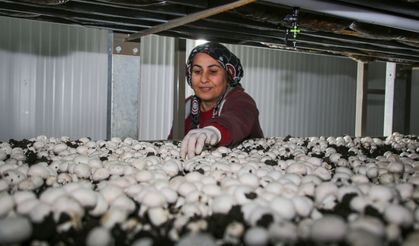 Korkuteli, Türkiye’nin Mantar Üretiminde Lider Olma Yolunda