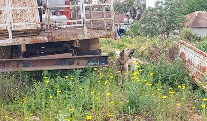 Zincirlenen Köpeğe Şefkat Eli