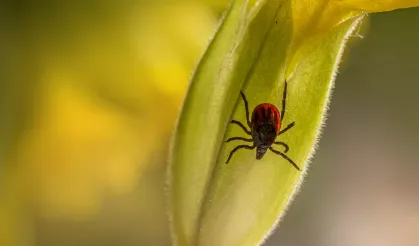 Kene Alarmı: Yaz Keyfi Kabusa Dönmesin!