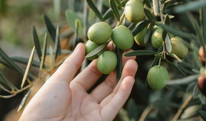 Zeytin Ağaçları Yerinden Ediliyor!