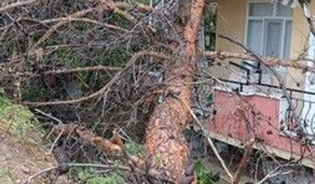 Uyarılar Dikkate Alınmadı, Ağaç Bina Üzerine Devrildi