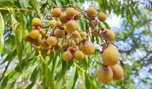 Bu Ceviz Yenmiyor, Cildi Güzelleştiriyor