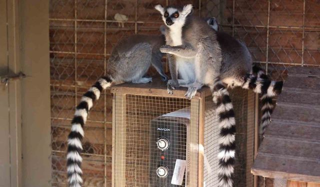 Antalya'da Soğuğa Hassas Olan Hayvanlara Sıcak Önlemler