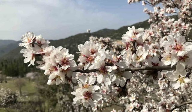 Antalya'da badem ağaçları çiçek açtı, doğada renk cümbüşü yaşanıyor