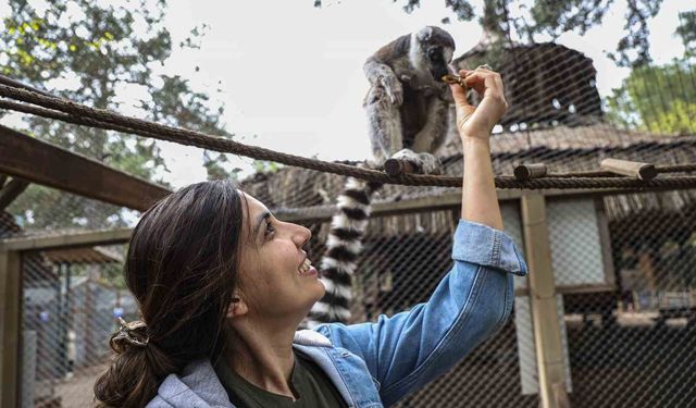 Antalya Doğal Yaşam Parkı'nda yavru lemur sevinci