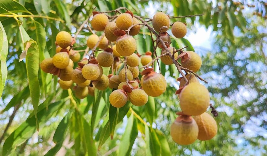 Bu Ceviz Yenmiyor, Cildi Güzelleştiriyor