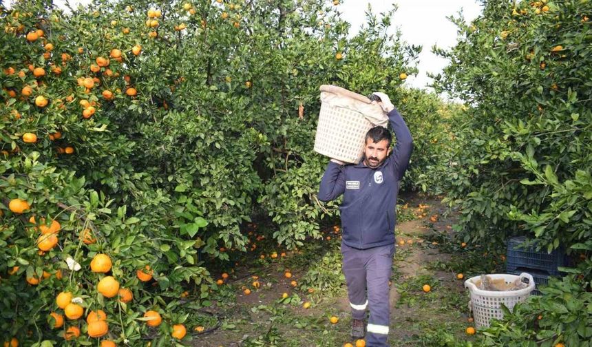 320 Ton Ürün Vatandaşlara Ücretsiz Dağıtıldı