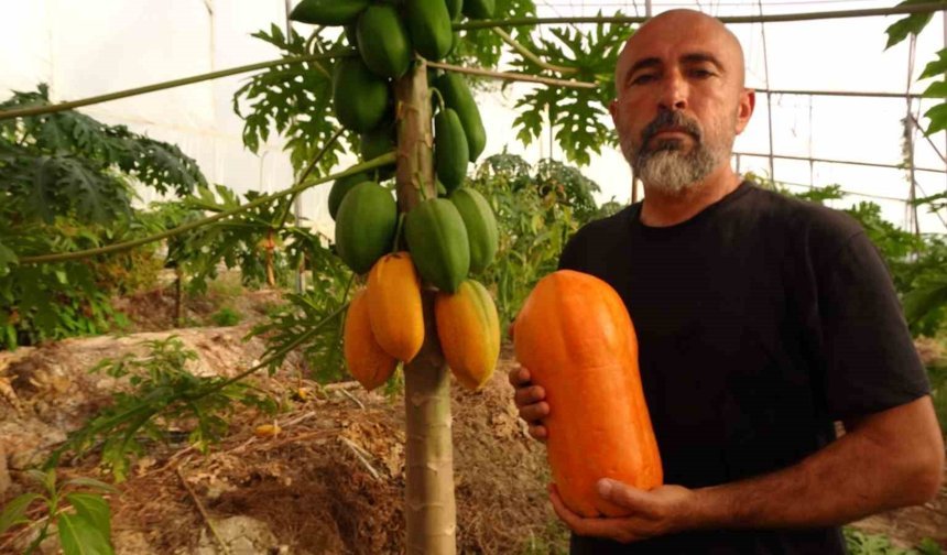 Alanya'da Papaya Mesaisi Başladı
